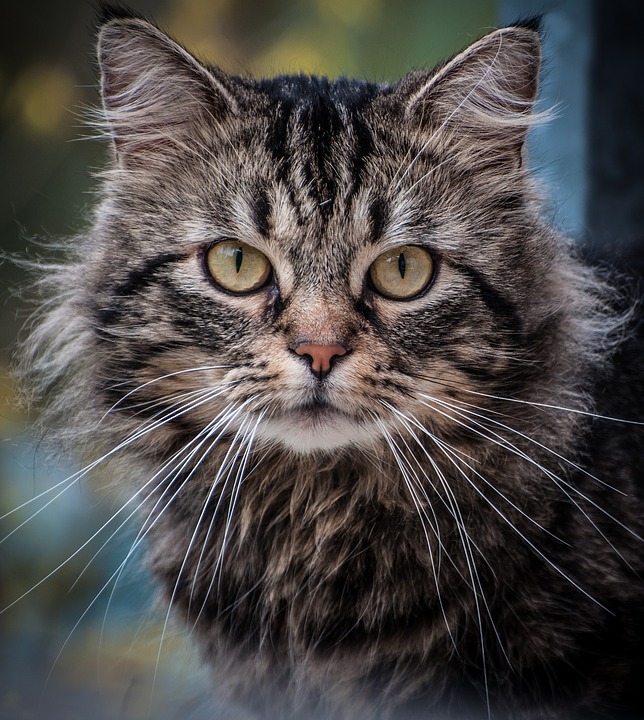cat-profile