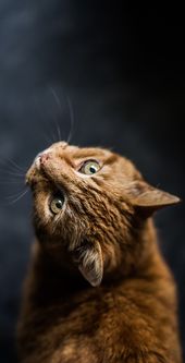 cat-profile